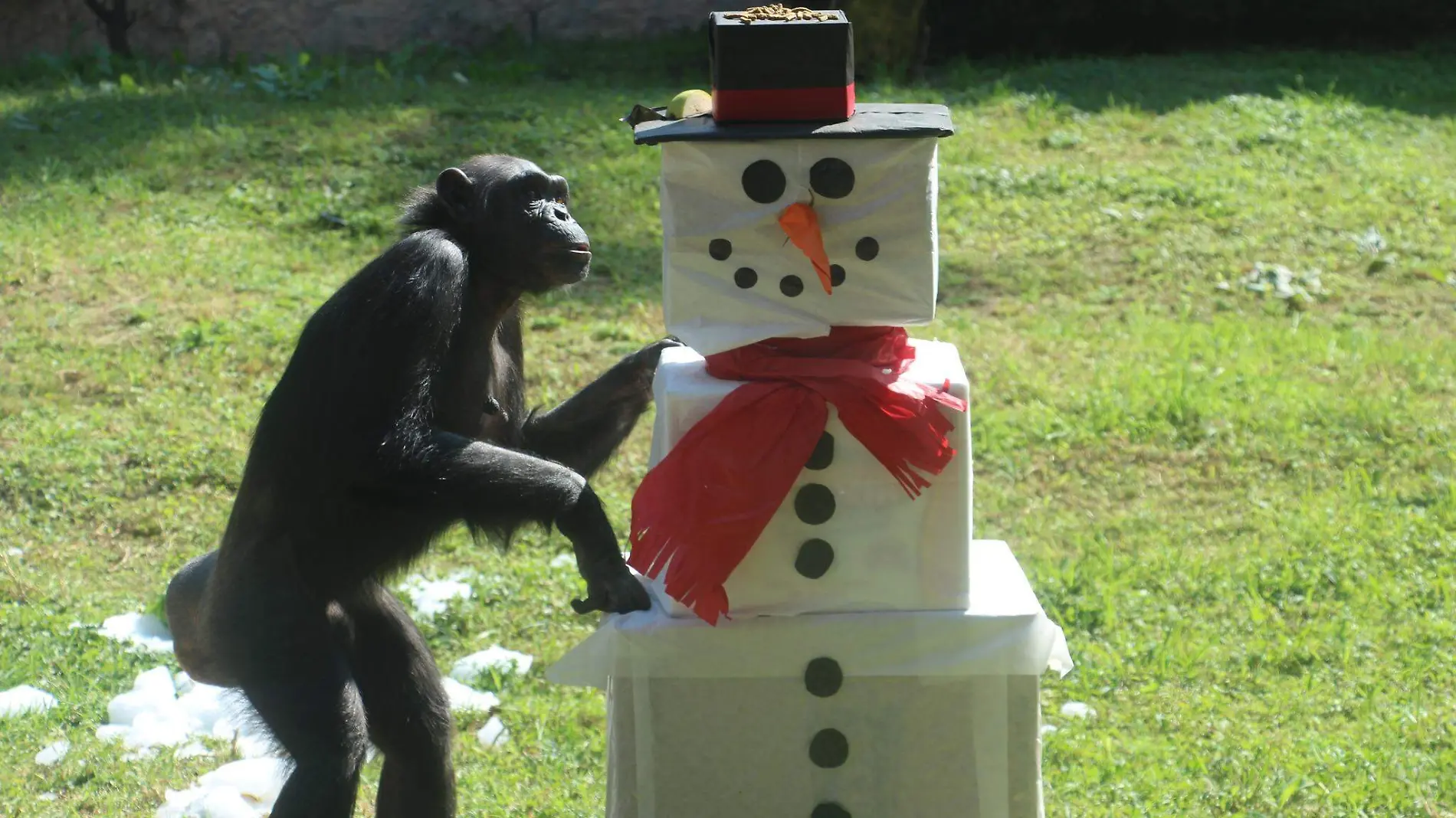 Zoológico Guadalajara Navidad 1